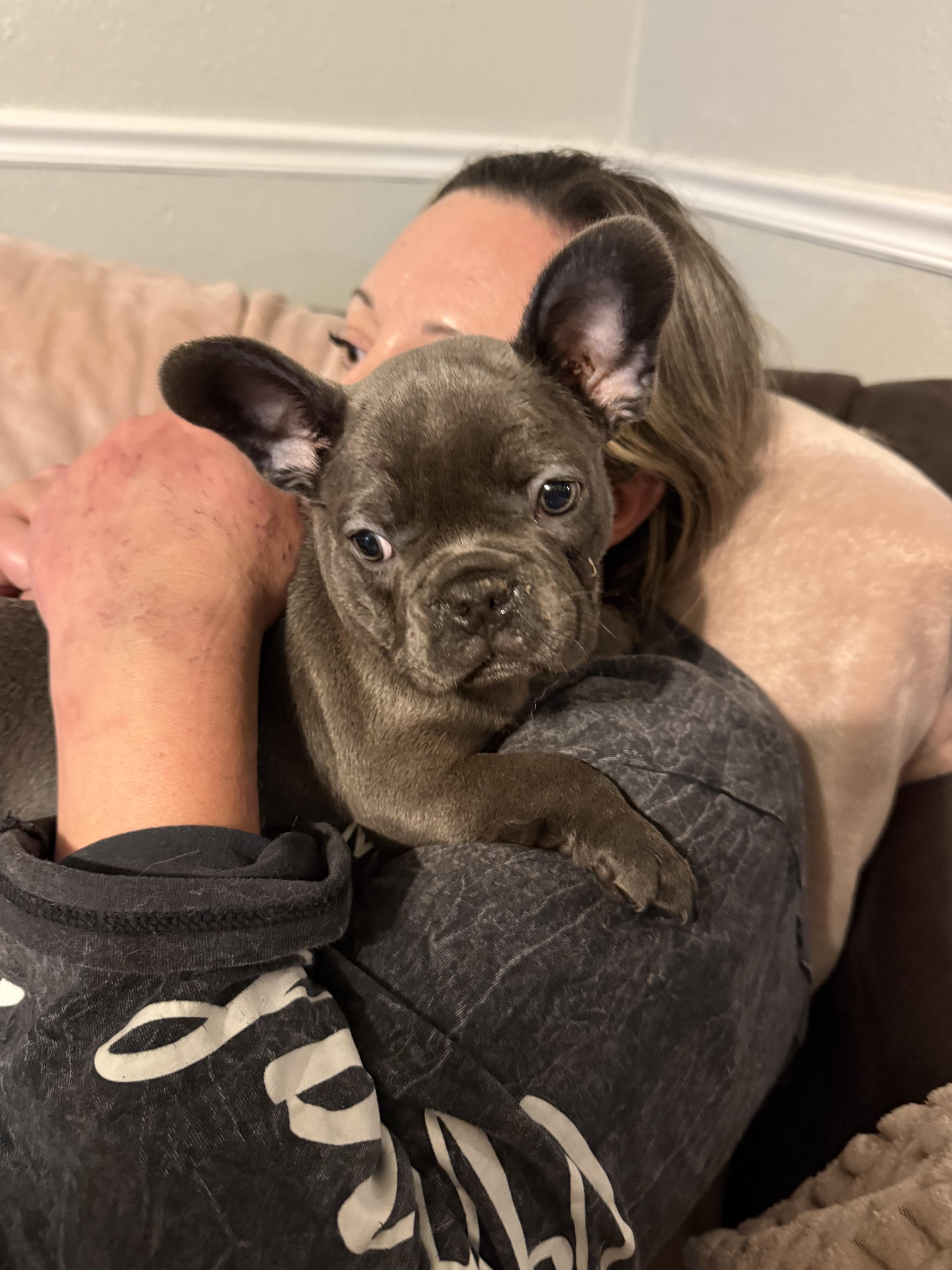 Enlarge Brickett, a Adopted French Bulldog in PALM BAY, FL image 3/3