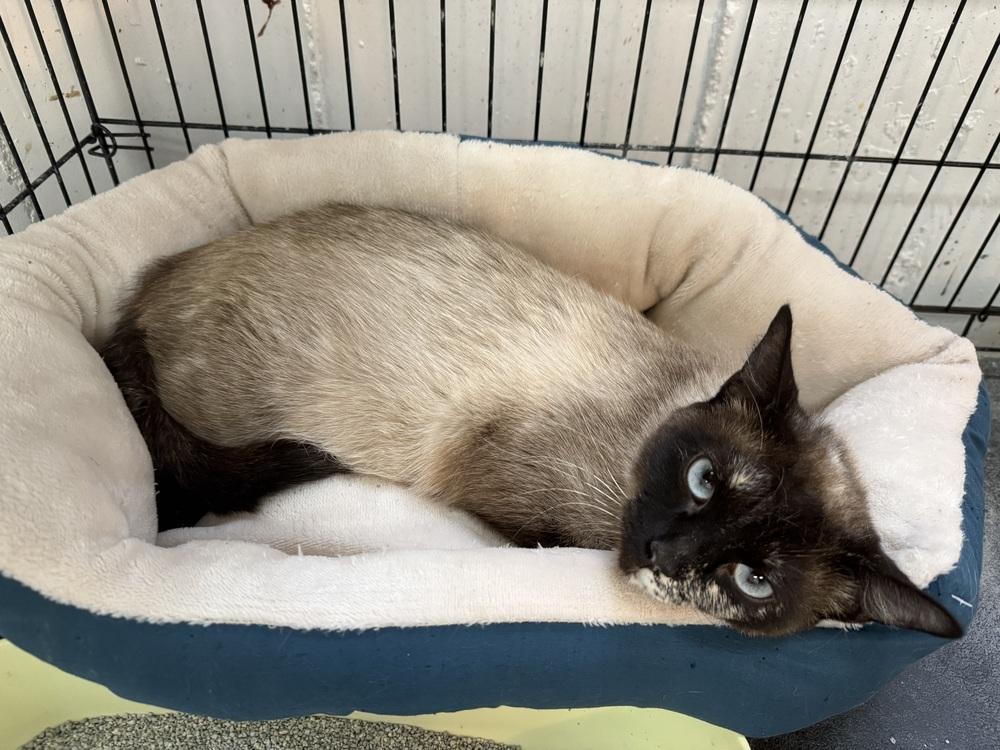 Enlarge Cocoa Siamese, a Adoptable mixed breed in Evergreen, CO image 1/1