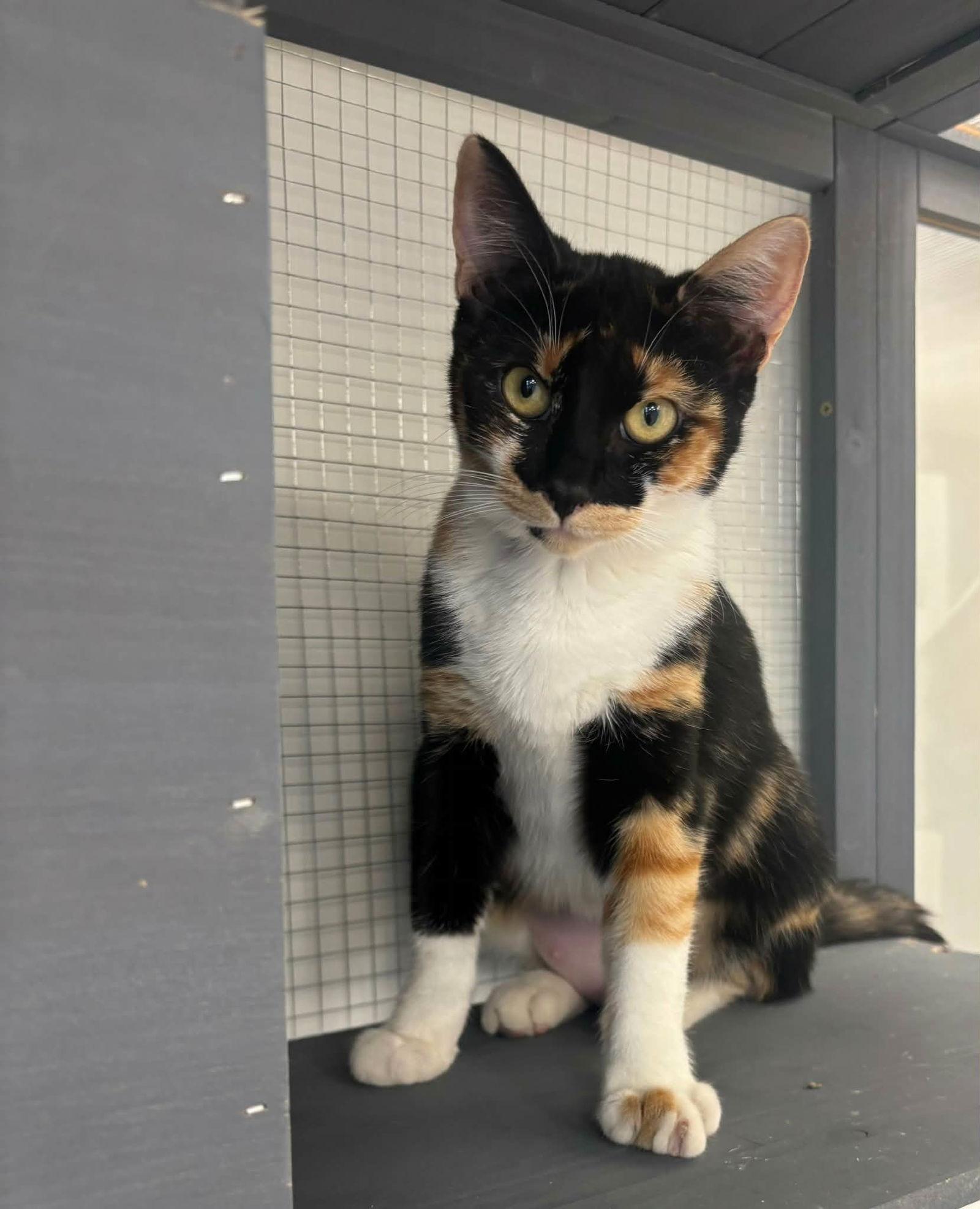 Enlarge Serana, a Adopted Domestic Short Hair in Mission Viejo, CA image 1/3