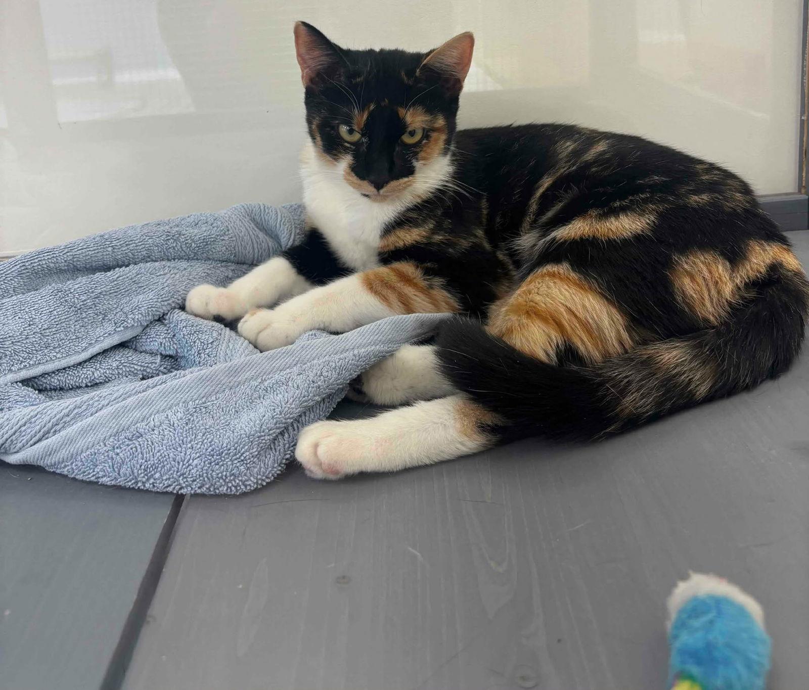 Enlarge Serana, a Adopted Domestic Short Hair in Mission Viejo, CA image 2/3