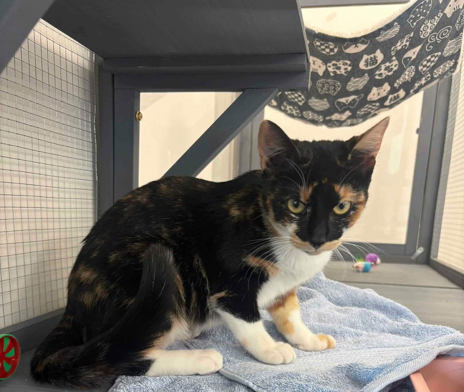 Enlarge Serana, a Adopted Domestic Short Hair in Mission Viejo, CA image 3/3