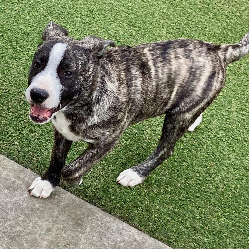 Eeyore, Adoptable, Adult Male American Staffordshire Terrier.