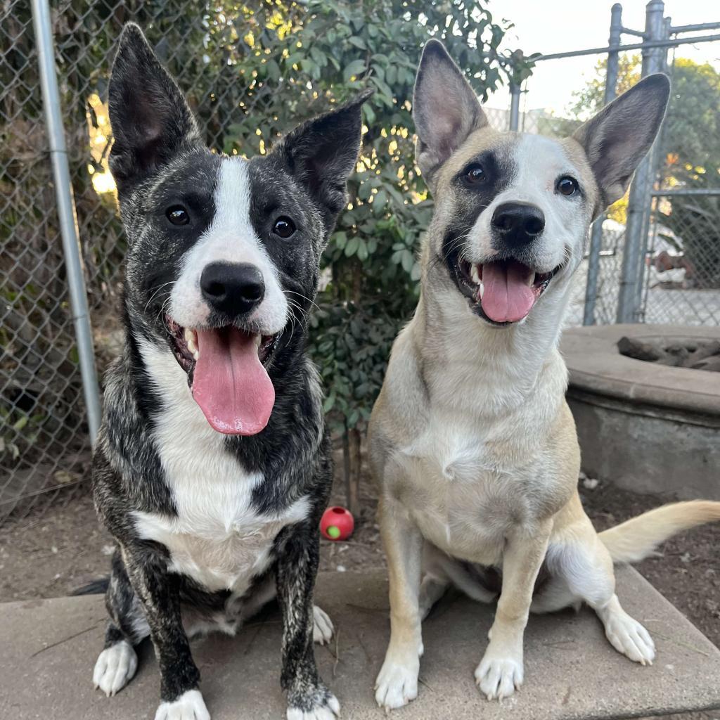 Enlarge Eeyore, a Adoptable American Staffordshire Terrier in Lompoc, CA image 2/6