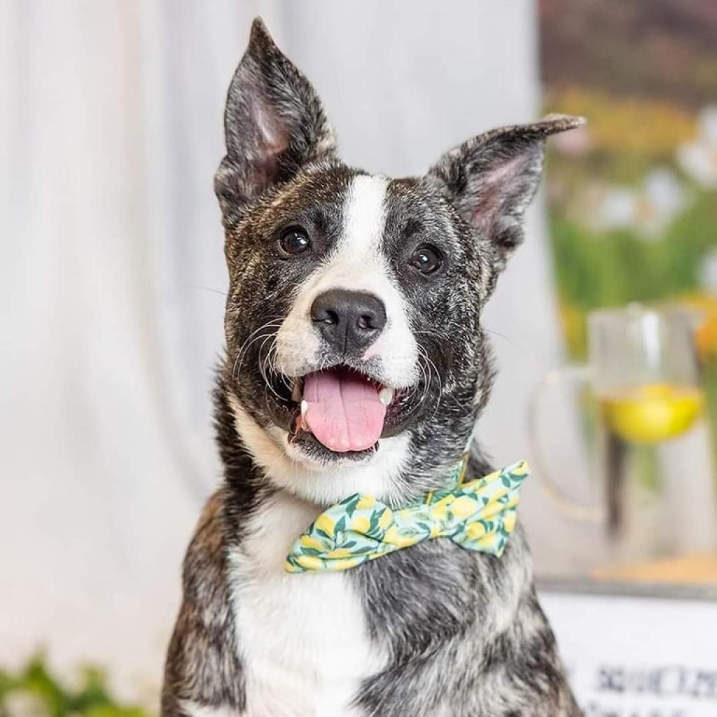 Enlarge Eeyore, a Adoptable American Staffordshire Terrier in Lompoc, CA image 3/6