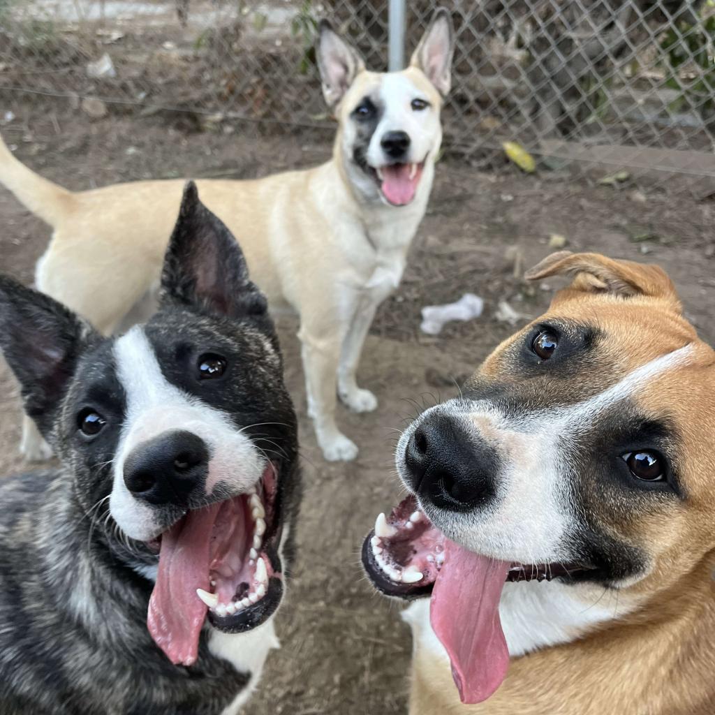 Enlarge Eeyore, a Adoptable American Staffordshire Terrier in Lompoc, CA image 4/6
