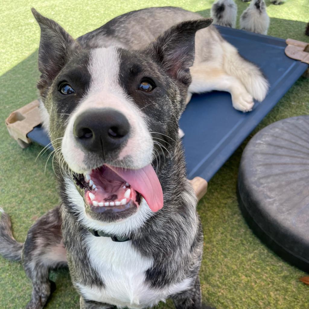 Enlarge Eeyore, a Adoptable American Staffordshire Terrier in Lompoc, CA image 5/6