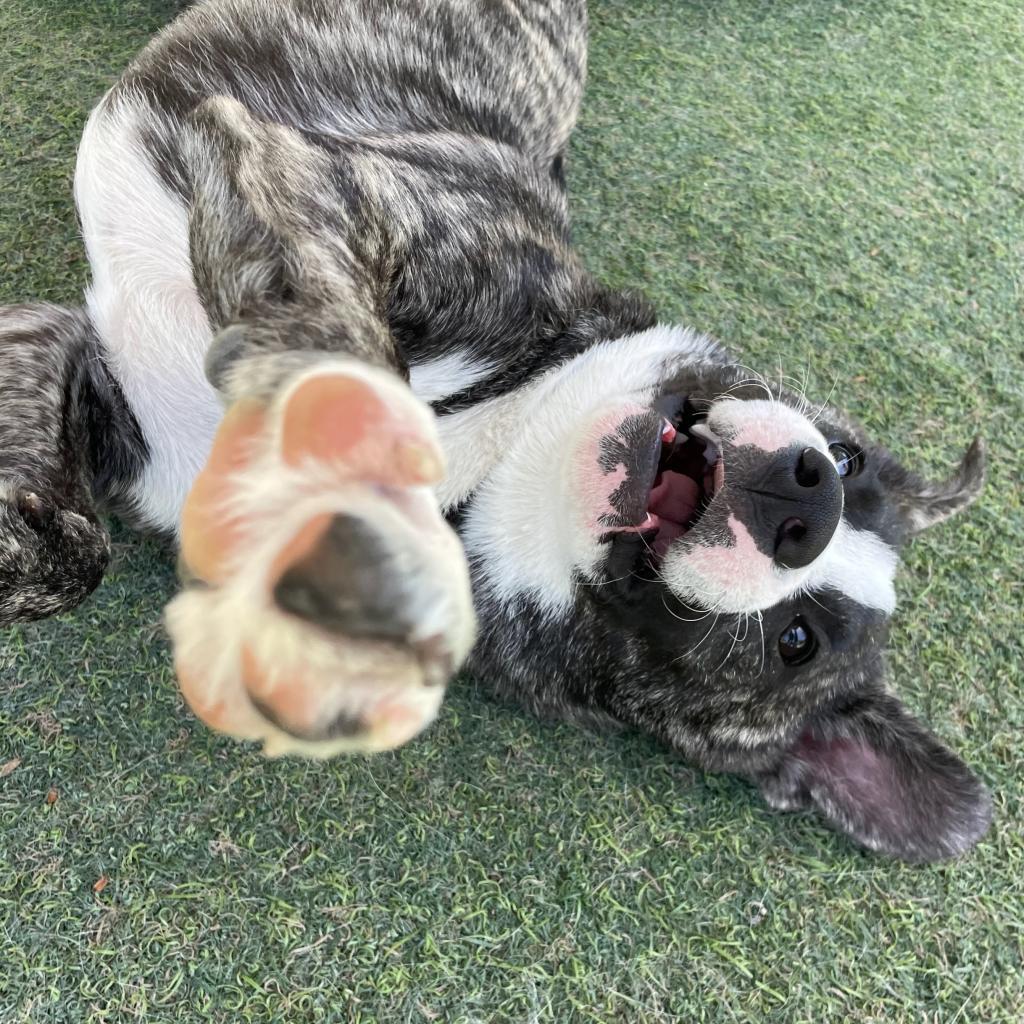 Enlarge Eeyore, a Adoptable American Staffordshire Terrier in Lompoc, CA image 6/6