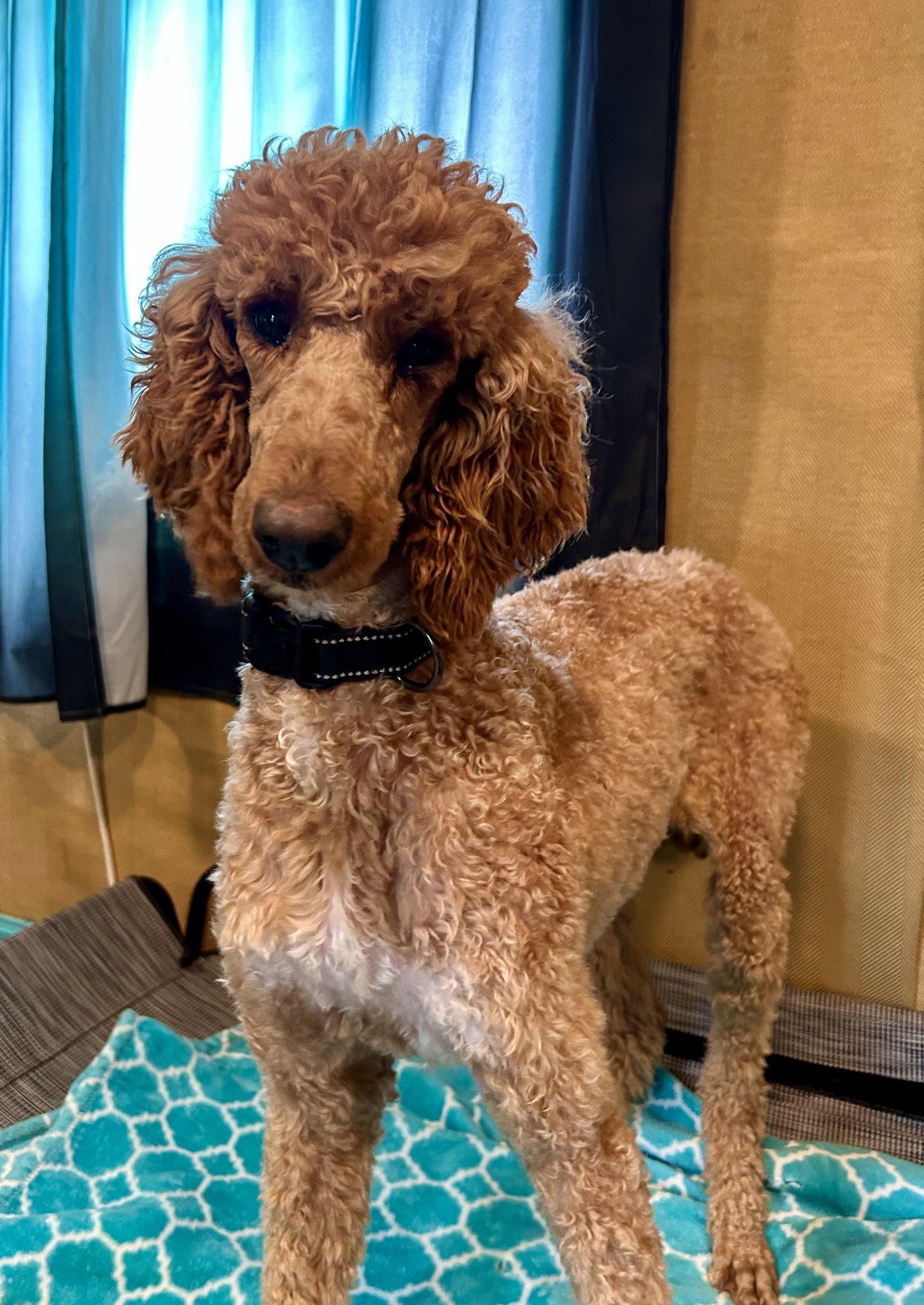 Enlarge Layla Feb 26, a Adoptable Standard Poodle in Pacolet, SC image 1/3