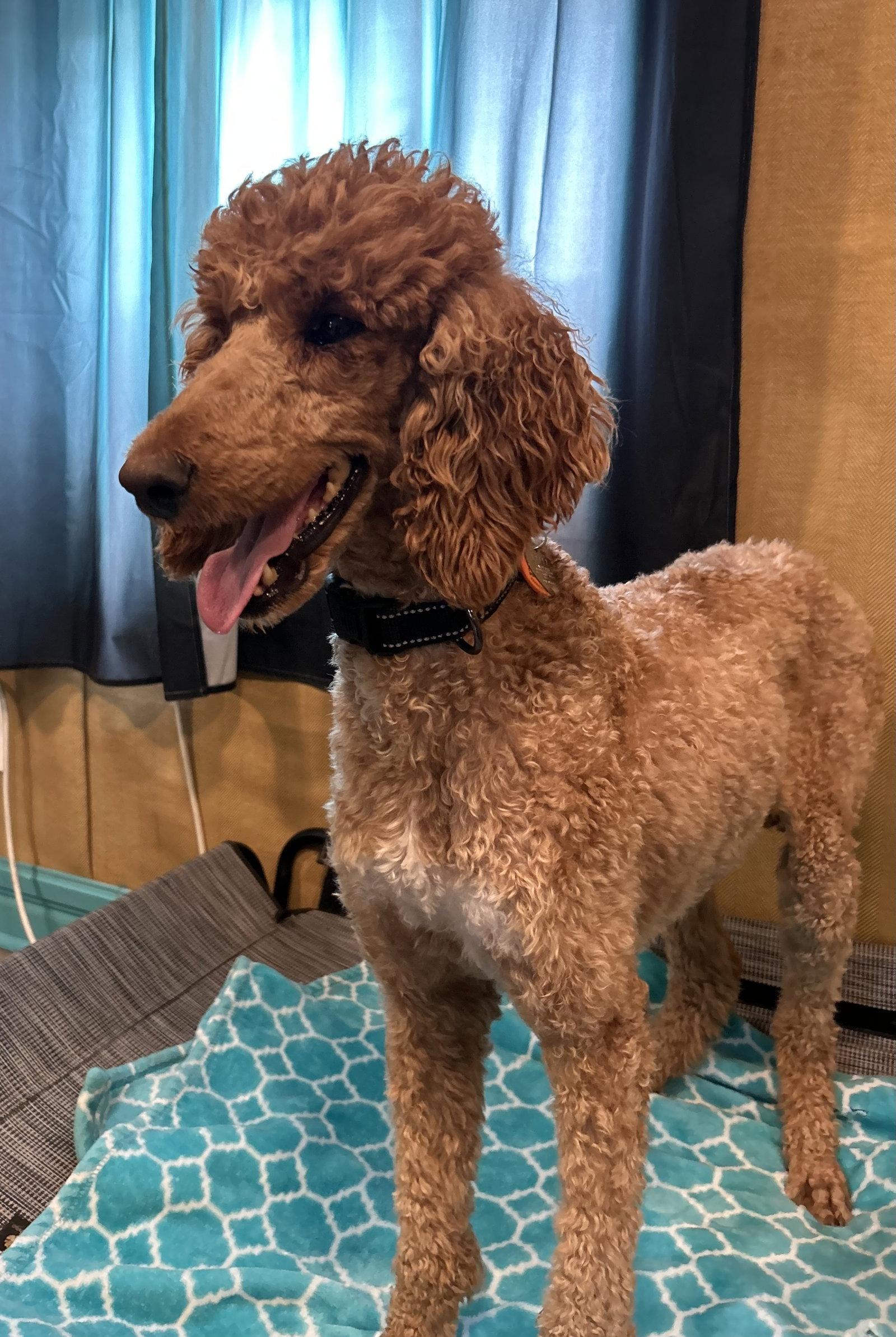 Enlarge Layla Feb 26, a Adoptable Standard Poodle in Pacolet, SC image 2/3