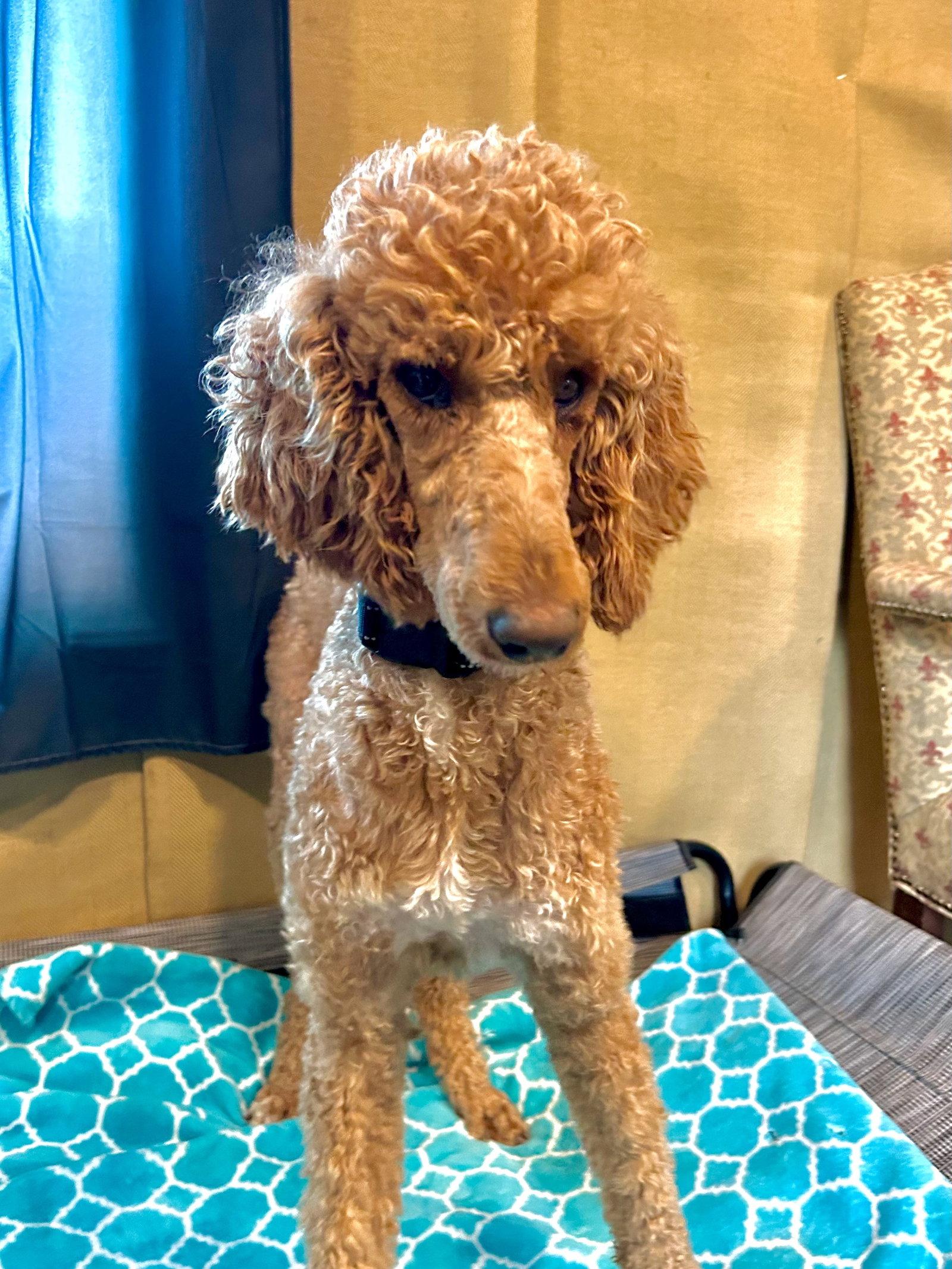 Enlarge Layla Feb 26, a Adoptable Standard Poodle in Pacolet, SC image 3/3