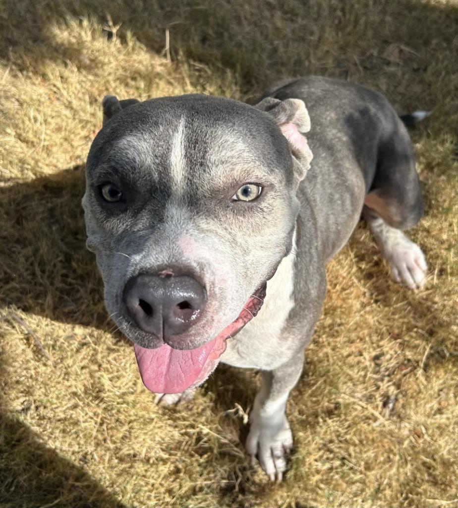 Biff, Adoptable, Young Male Pit Bull Terrier.