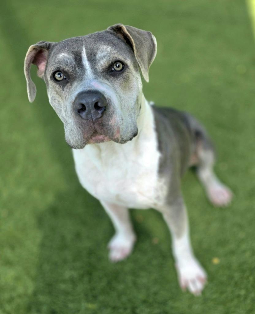 Enlarge Biff, a Adoptable Pit Bull Terrier in Little Elm, TX image 2/2