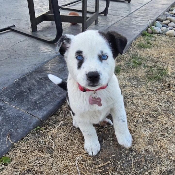 Blue Ribbon, a Adoptable Cattle Dog in Fargo, ND image 1/2