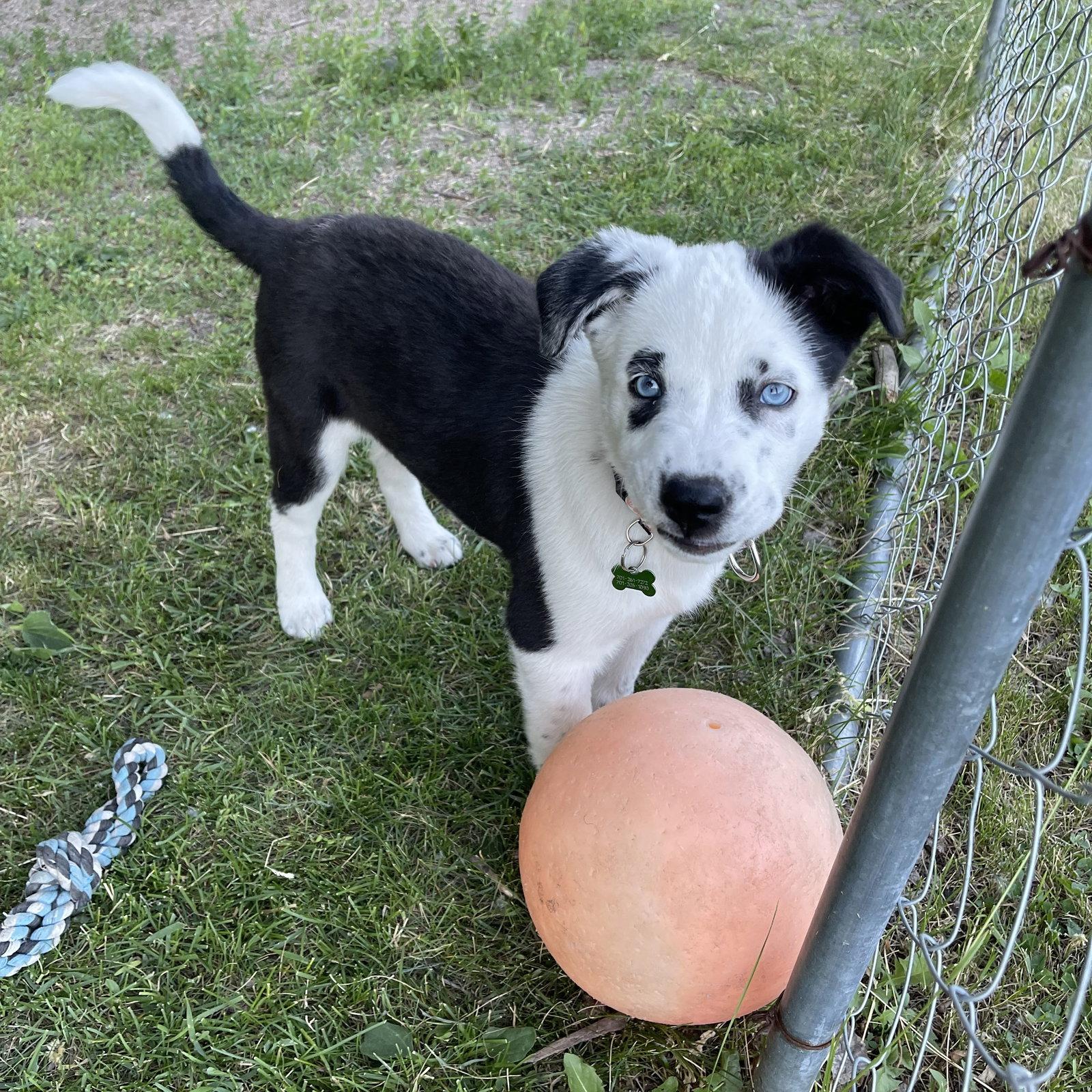 Blue Ribbon, Adoptable, Young Female Cattle Dog.