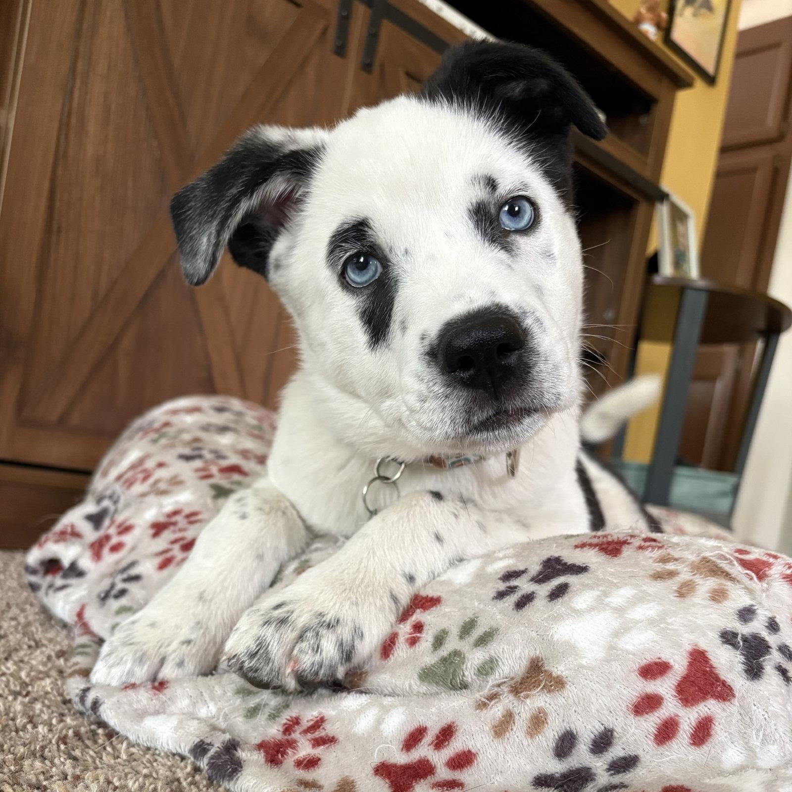 Enlarge Blue Ribbon, a Adoptable Cattle Dog in Fargo, ND image 2/3