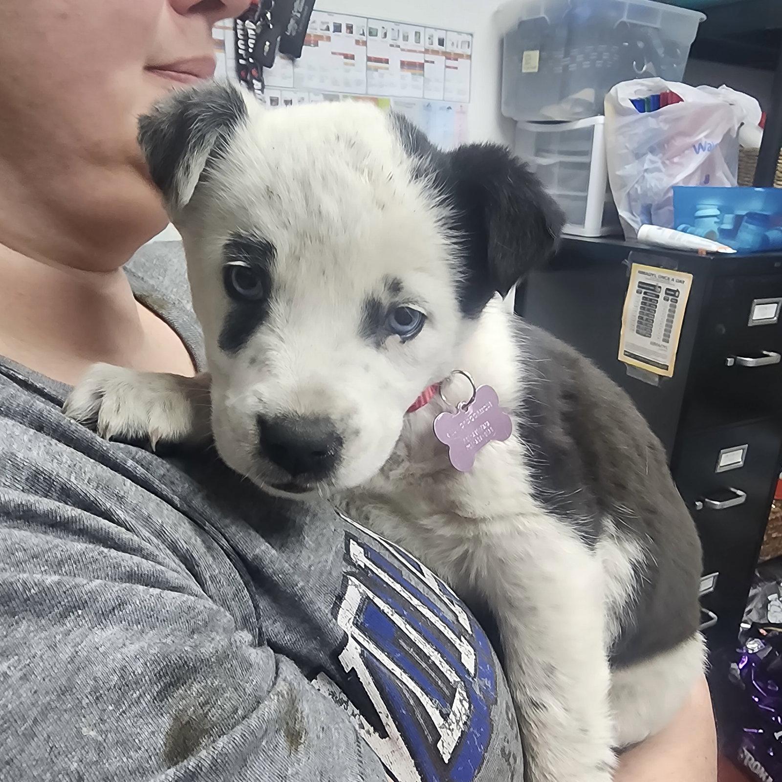 Blue Ribbon, a Adoptable Cattle Dog in Fargo, ND image 2/2