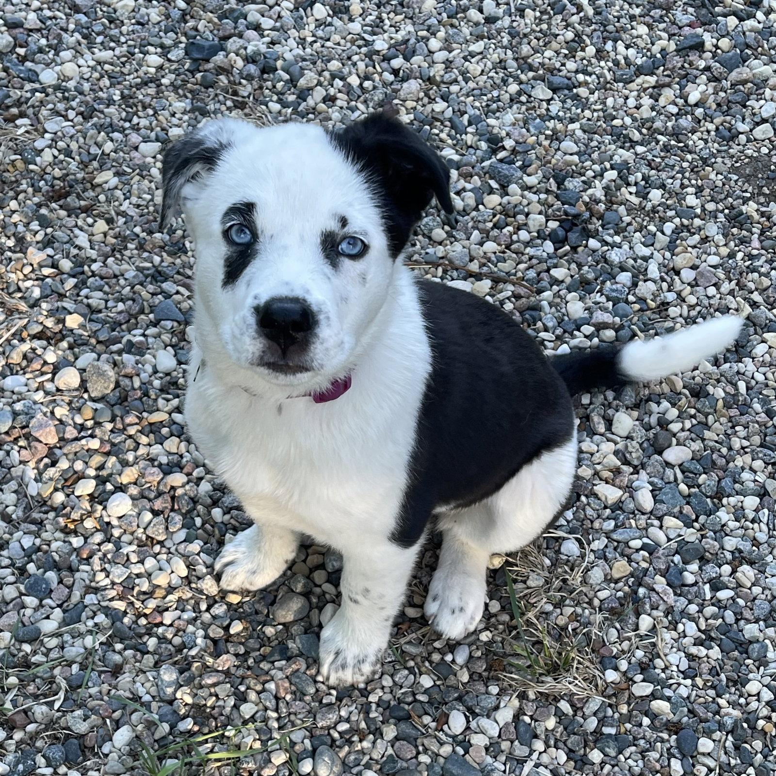 Enlarge Blue Ribbon, a Adoptable Cattle Dog in Fargo, ND image 3/3