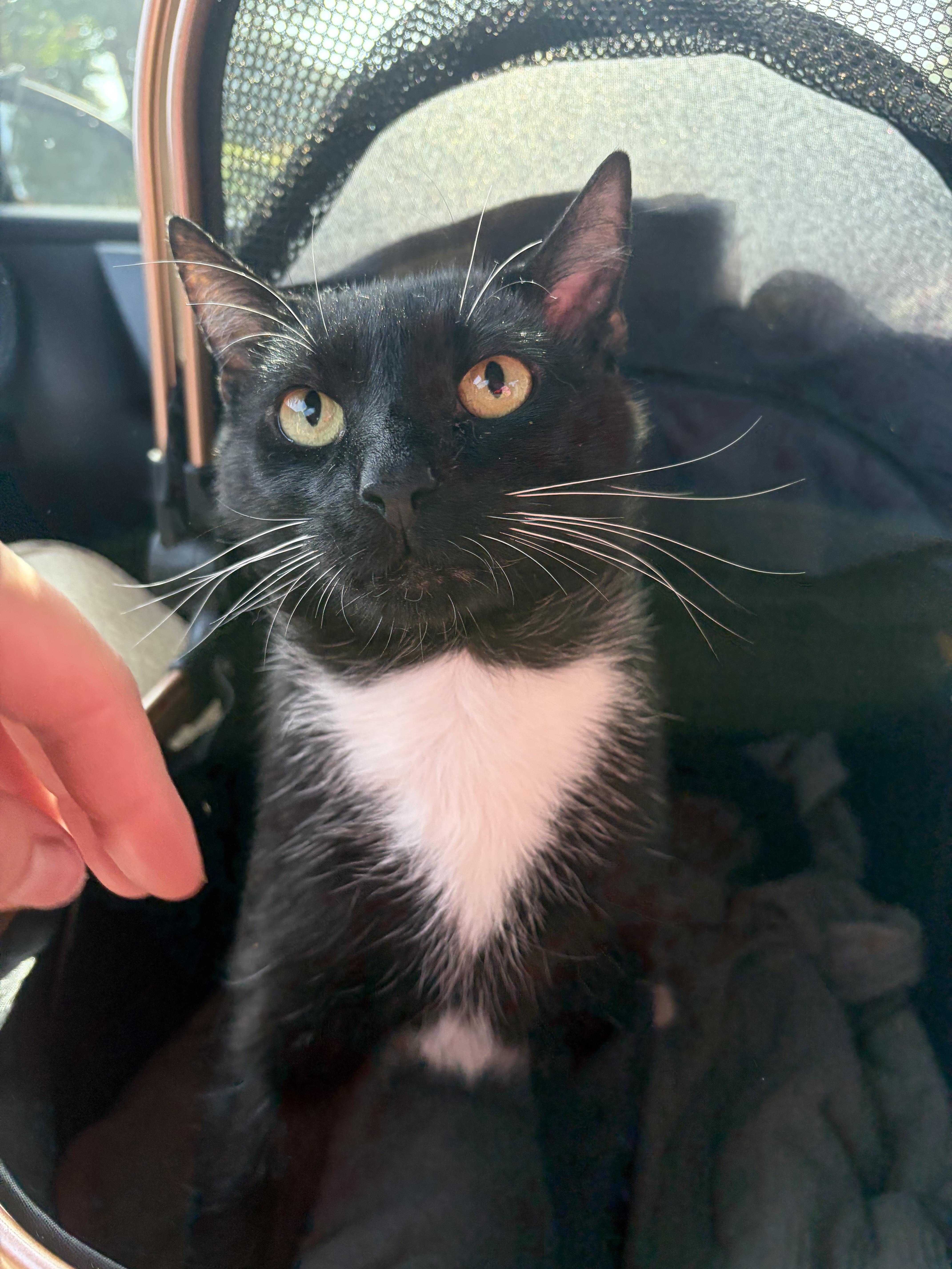 Enlarge Fisher, a ADOPTABLE Domestic Short Hair in Wilmington, NC image 1/1