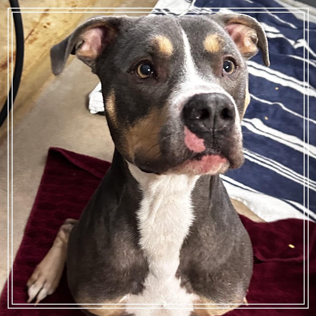 Enlarge Bruno, a Adoptable Pit Bull Terrier in Dixon, IL image 1/1