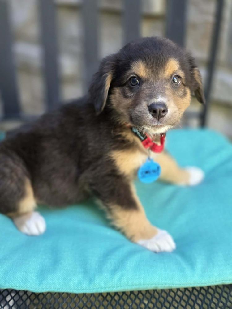 Raven, Adoptable, Puppy Female Australian Shepherd.