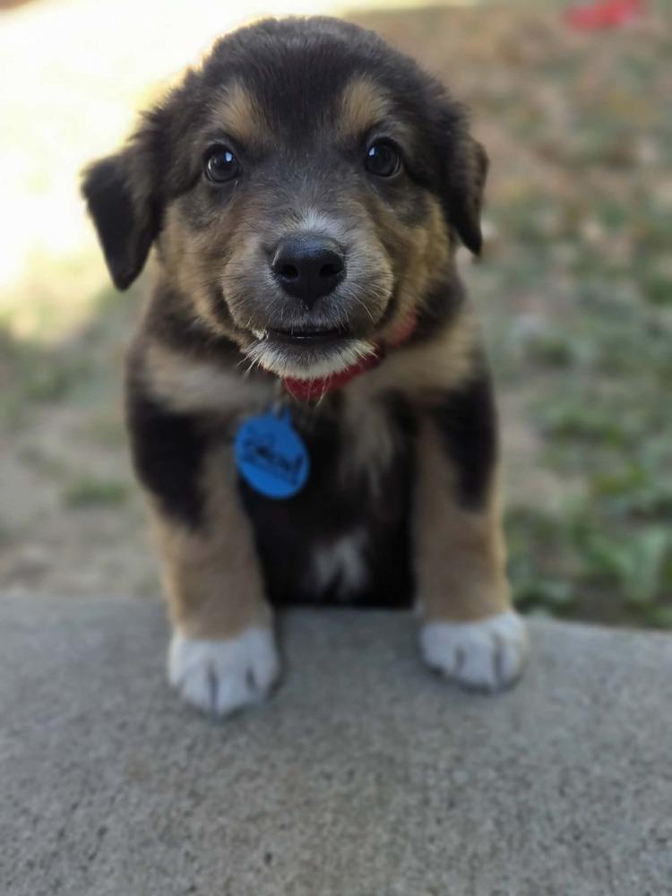 Enlarge Raven, a Adoptable mixed breed in Troy, IL image 2/6