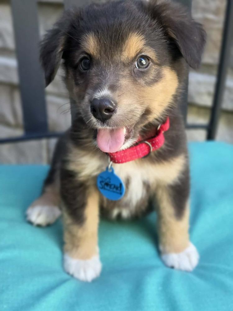 Enlarge Raven, a Adoptable mixed breed in Troy, IL image 3/6