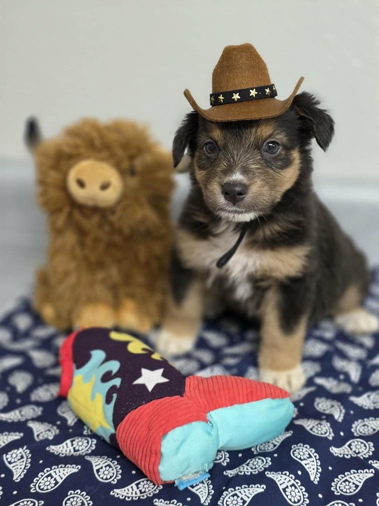 Enlarge Raven, a Adoptable mixed breed in Troy, IL image 5/6