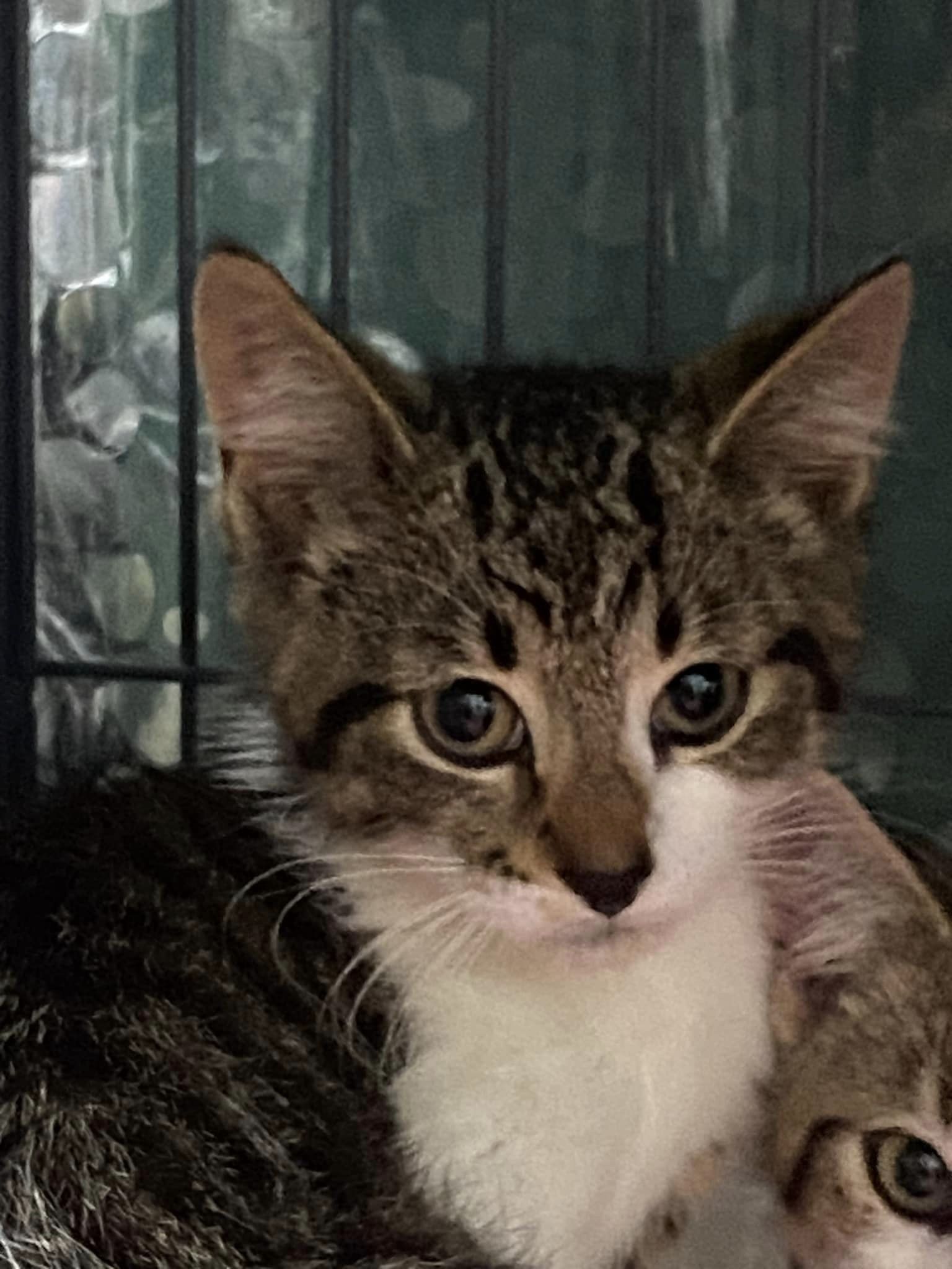 Enlarge RIVER, a Adoptable Domestic Short Hair in Tillsonburg, ON image 1/1