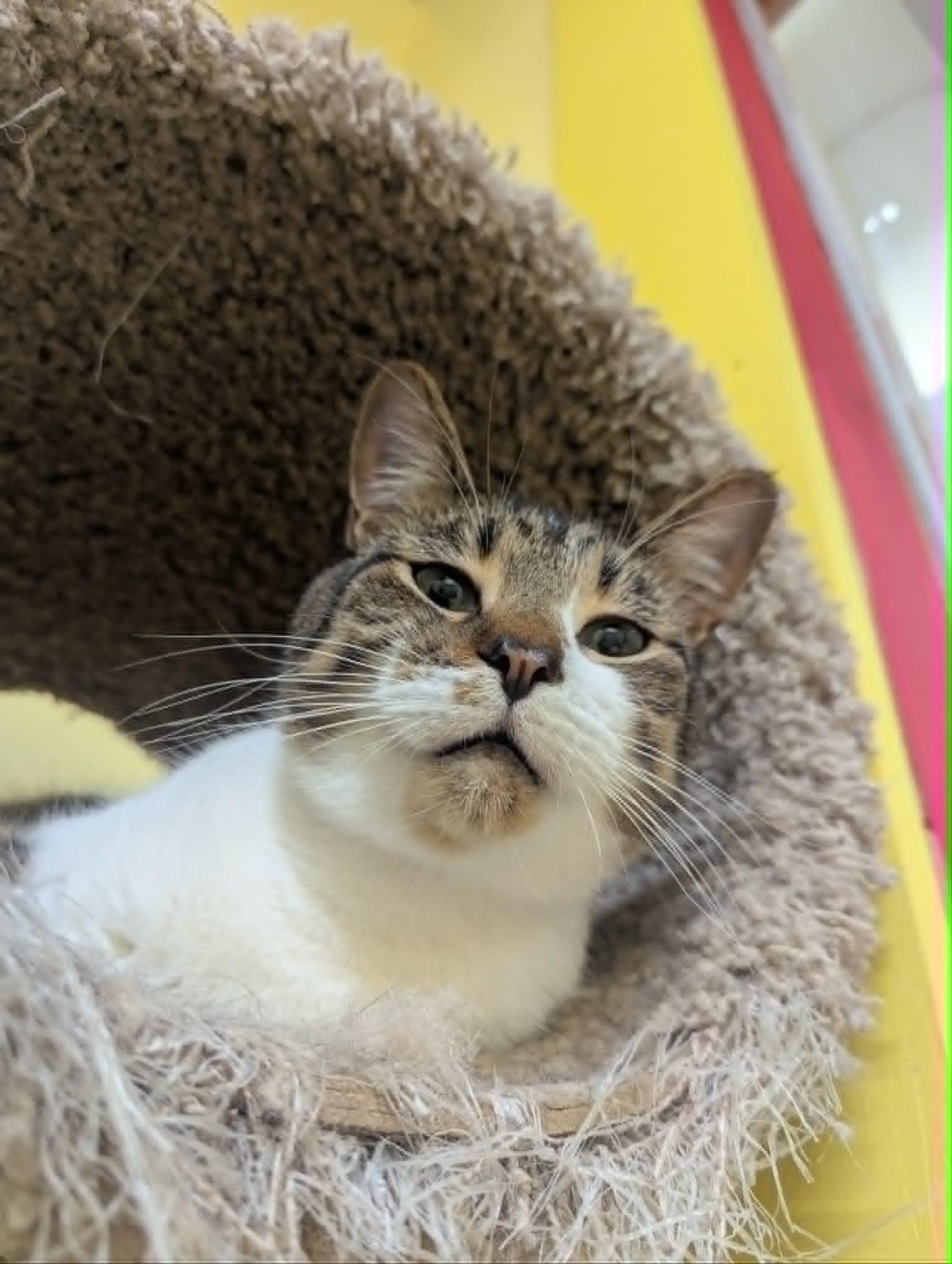 RIVER, a Adoptable Domestic Short Hair in Tillsonburg, ON image 5/5