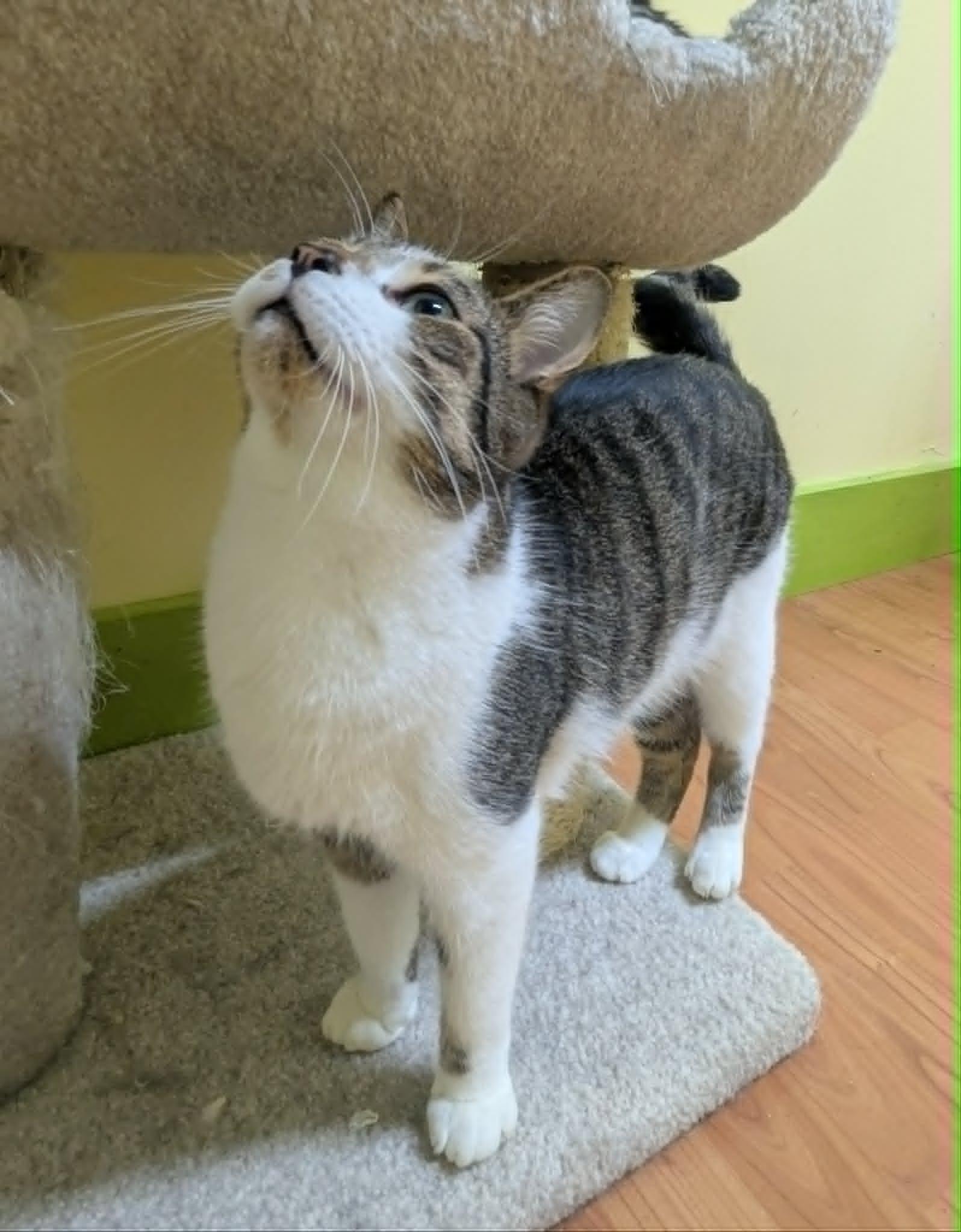 RIVER, a Adoptable Domestic Short Hair in Tillsonburg, ON image 2/5