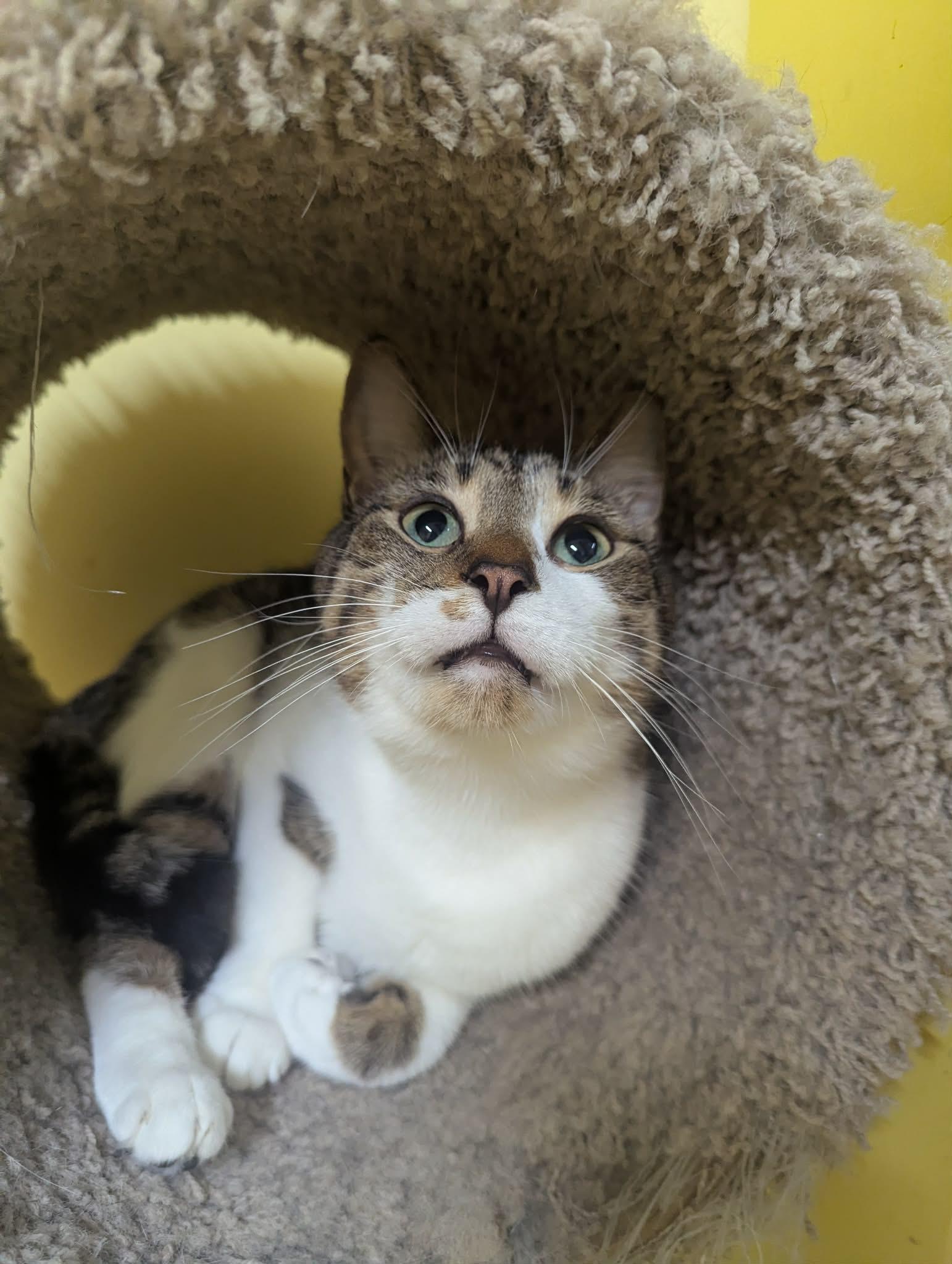 RIVER, a Adoptable Domestic Short Hair in Tillsonburg, ON image 1/5