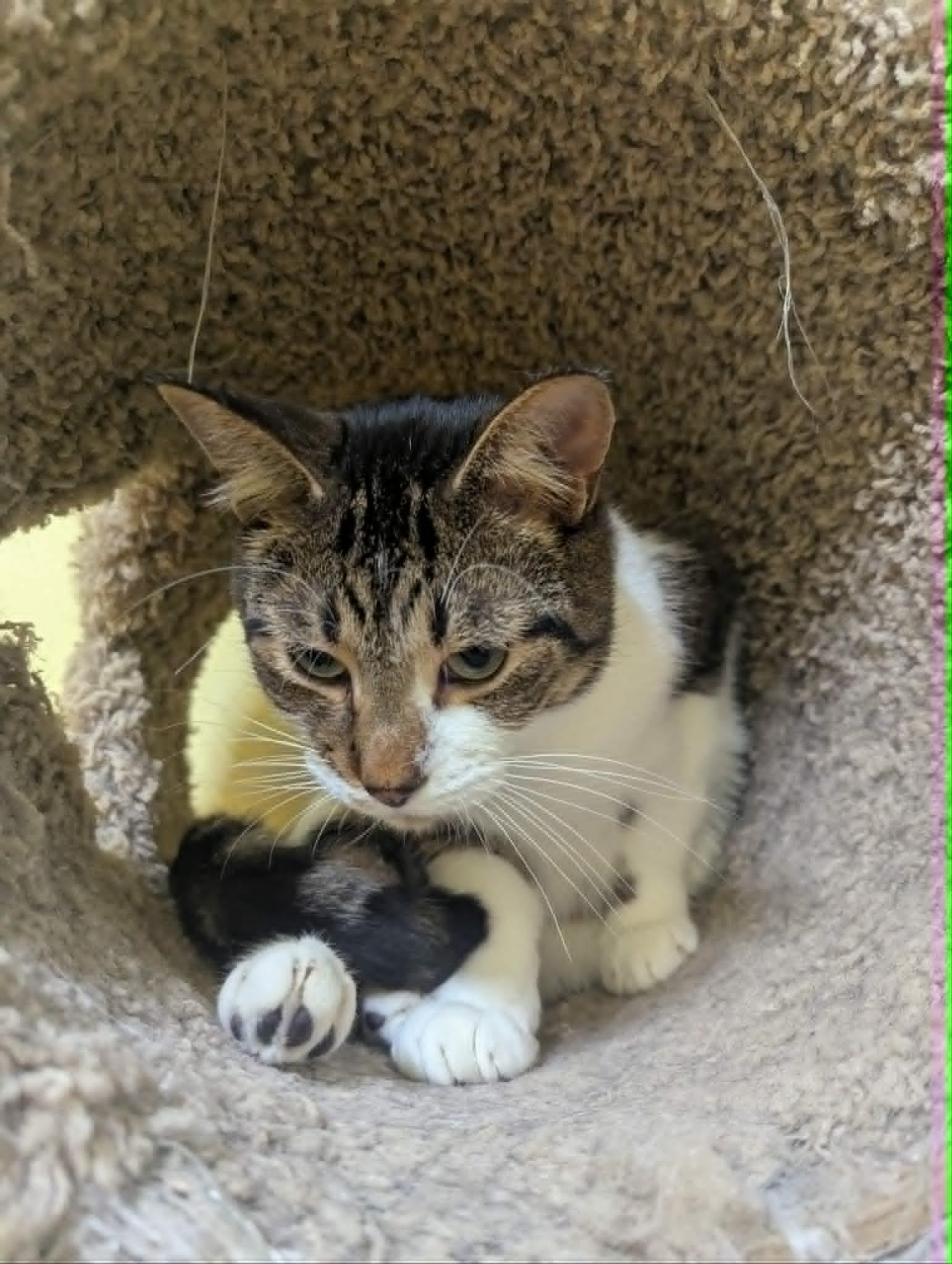 RIVER, a Adoptable Domestic Short Hair in Tillsonburg, ON image 4/5