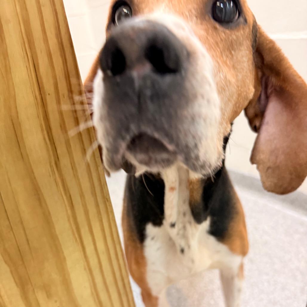 Roxy, Adoptable, Adult Female Hound.