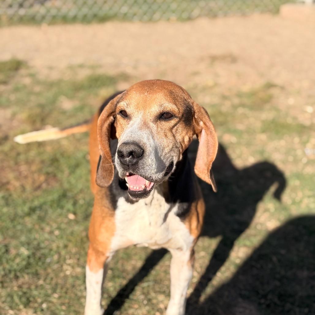 Roxy, a Adoptable Hound in Chariton, IA image 4/5