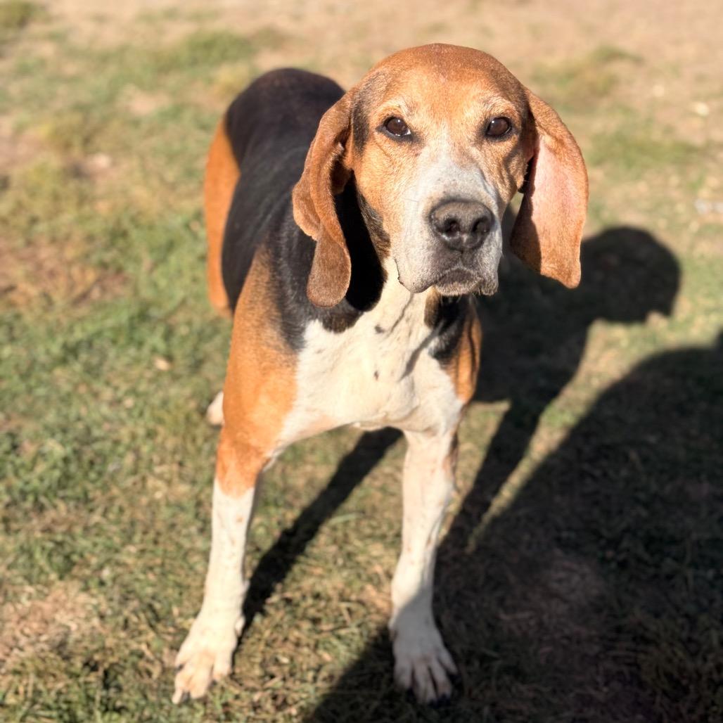 Roxy, a Adoptable Hound in Chariton, IA image 5/5