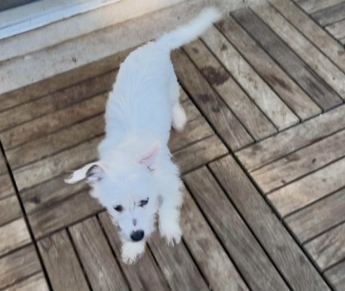 FALCOR, a ADOPTABLE mixed breed in Yuba city, CA image 2/5