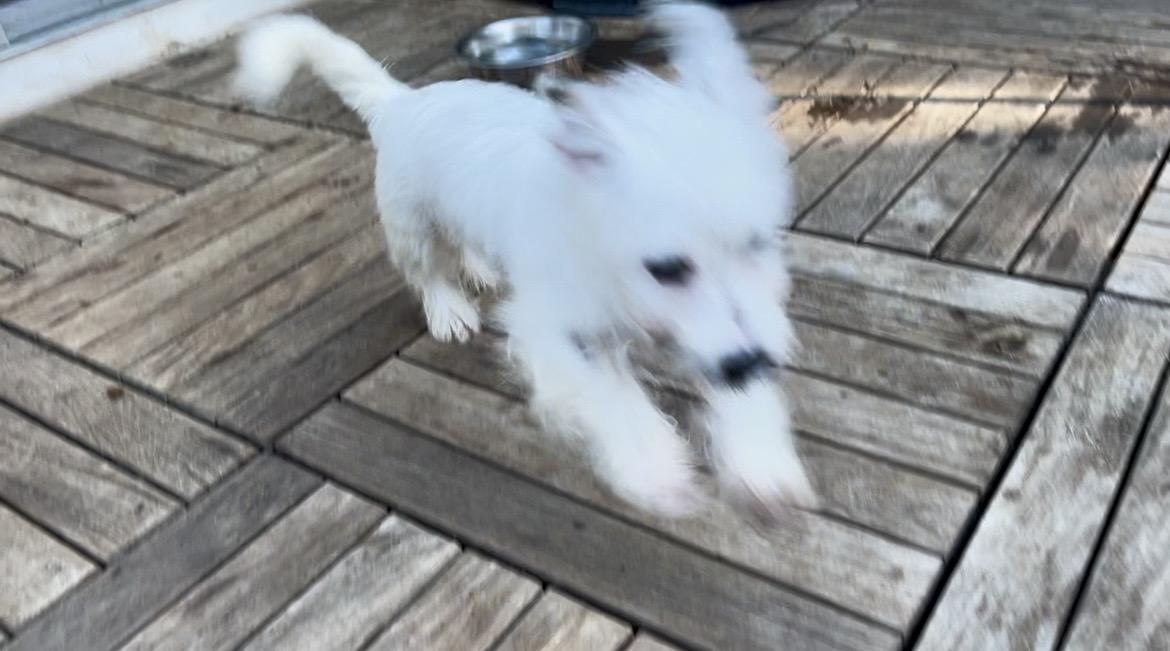 FALCOR, ADOPTABLE, Puppy Male West Highland White Terrier / Westie & Terrier.