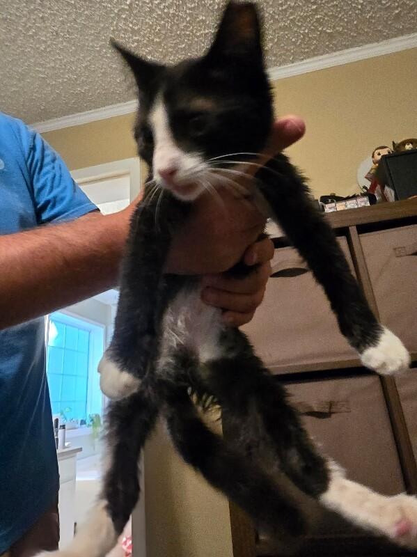 booberry, Adoptable, Young Female Domestic Short Hair.