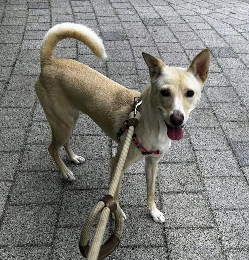 Enlarge Kimmy, a Adoptable mixed breed in Astoria, NY image 5/6