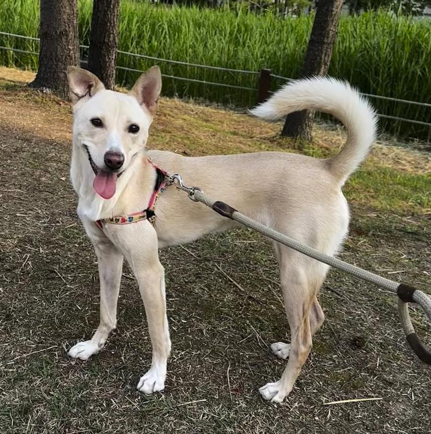 Enlarge Kimmy, a Adoptable mixed breed in Astoria, NY image 4/6