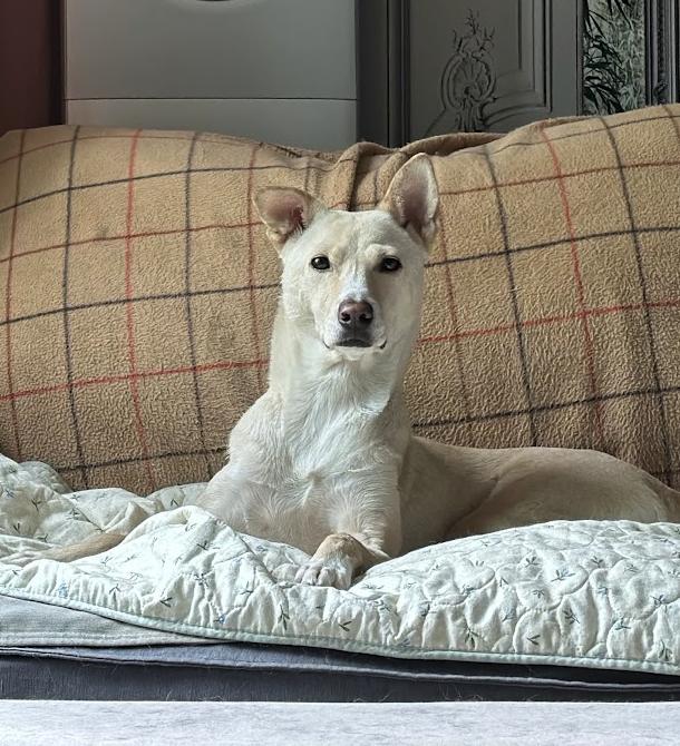 Enlarge Kimmy, a Adoptable mixed breed in Astoria, NY image 3/6