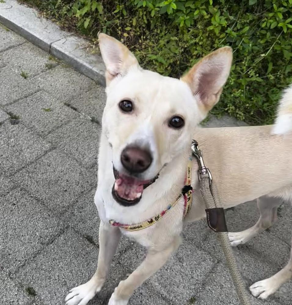 Enlarge Kimmy, a Adoptable mixed breed in Astoria, NY image 2/6