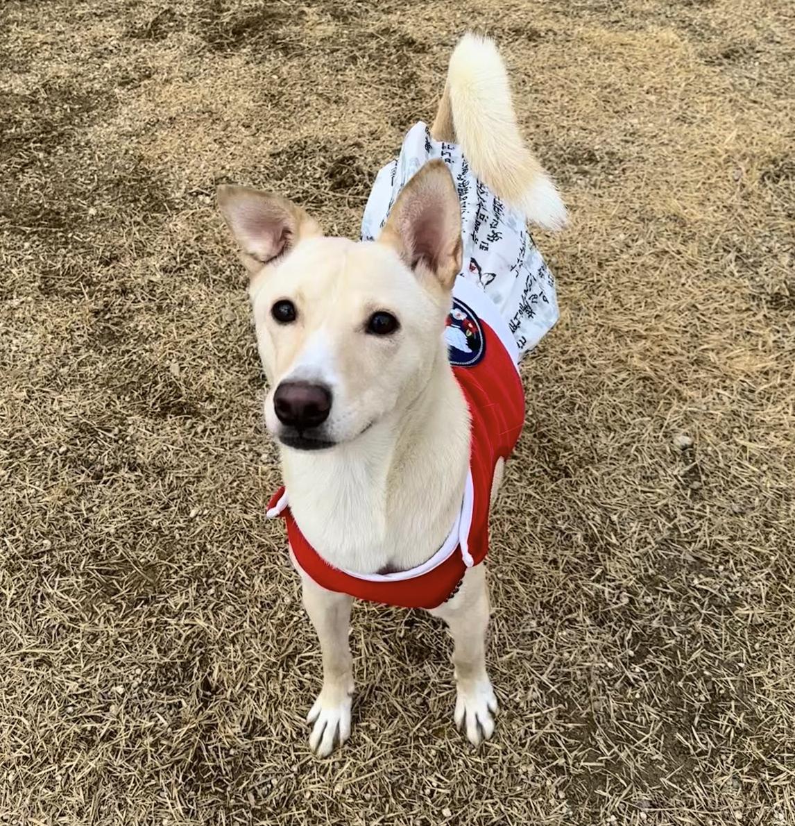 Kimmy, Adoptable, Adult Female Jindo & Shiba Inu.
