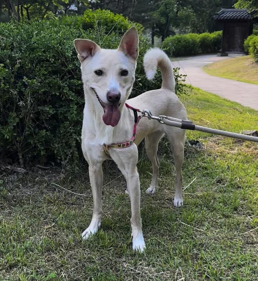 Enlarge Kimmy, a Adoptable mixed breed in Astoria, NY image 6/6
