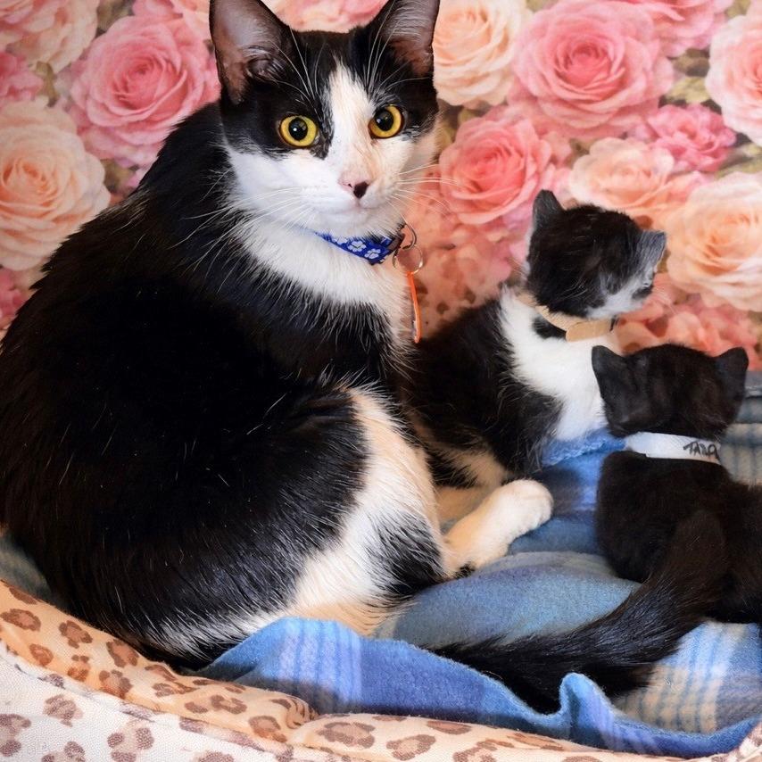 Lilly Pad, Adoptable, Adult Female Domestic Short Hair.