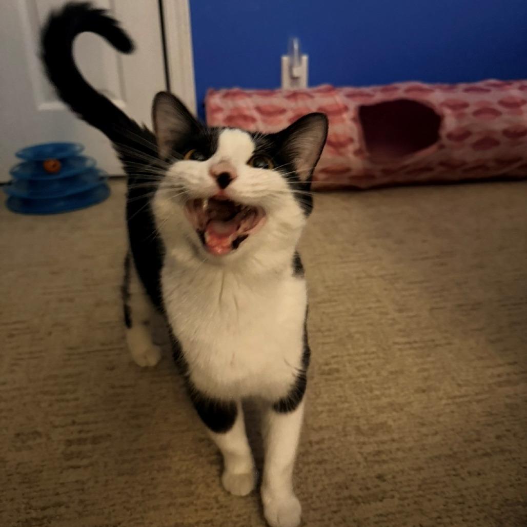 Enlarge Lilly Pad, a Adoptable Domestic Short Hair in Normal, IL image 2/6