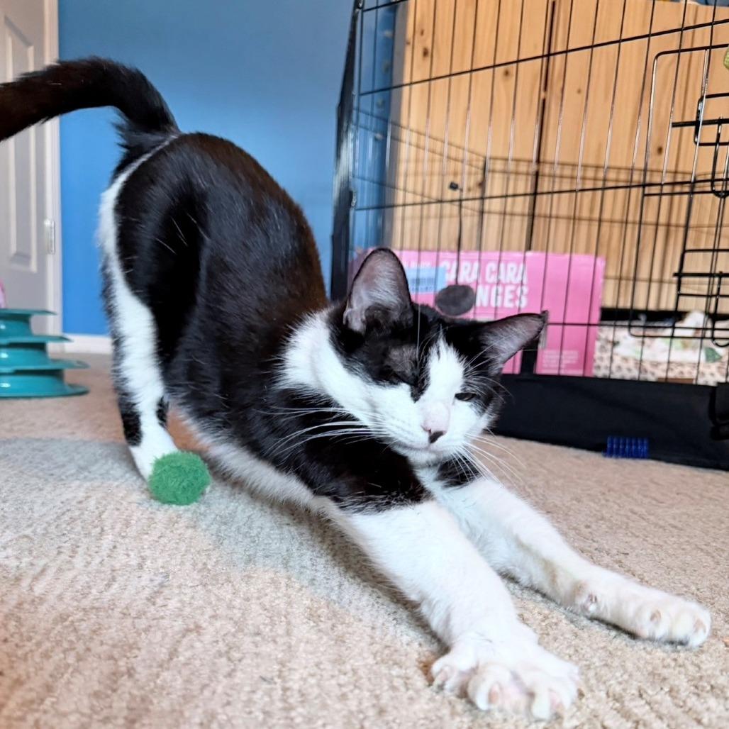Enlarge Lilly Pad, a Adoptable Domestic Short Hair in Normal, IL image 3/6