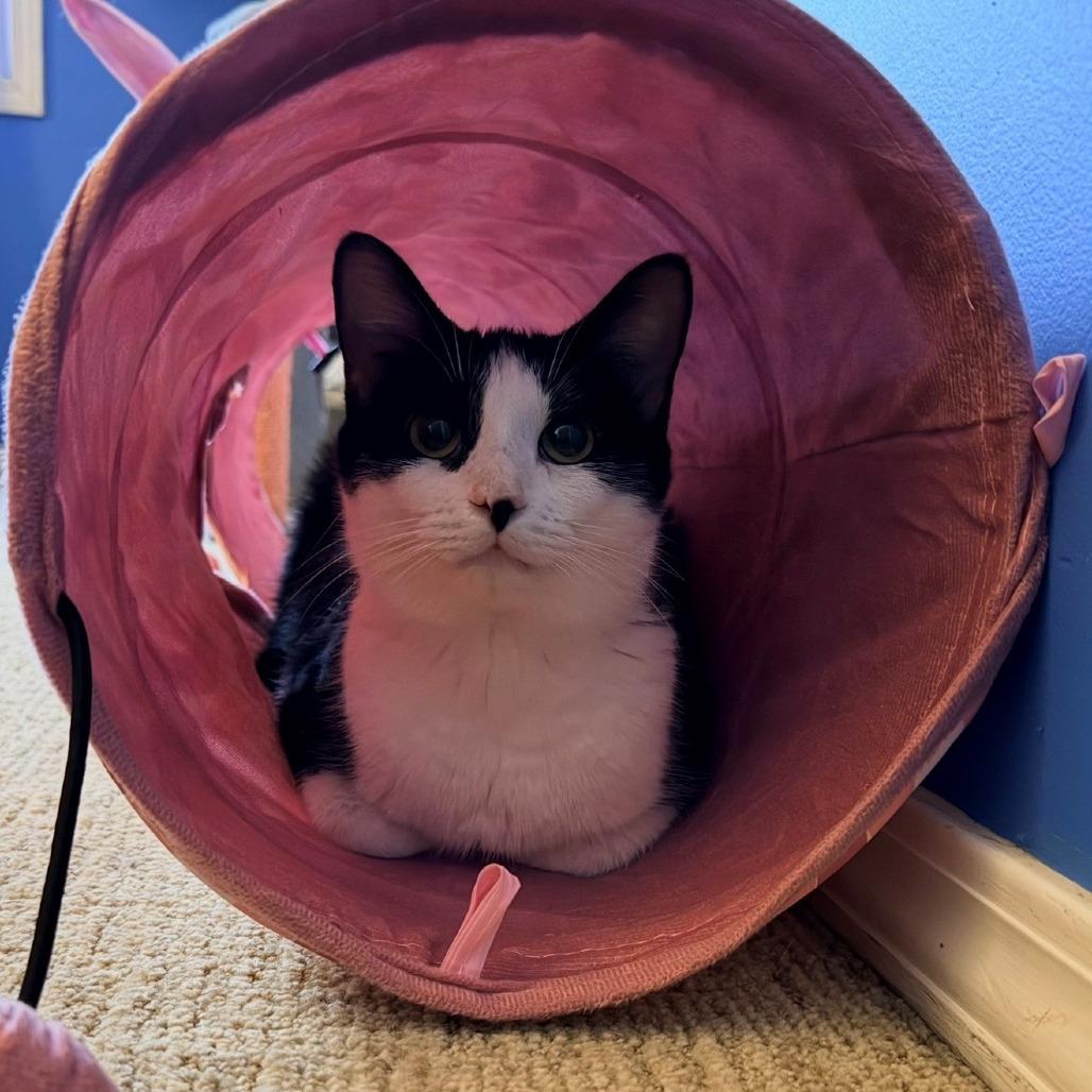 Enlarge Lilly Pad, a Adoptable Domestic Short Hair in Normal, IL image 4/6