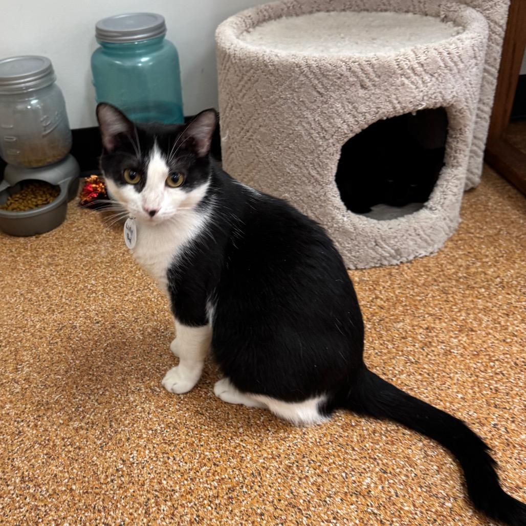 Enlarge Lilly Pad, a Adoptable Domestic Short Hair in Normal, IL image 5/6