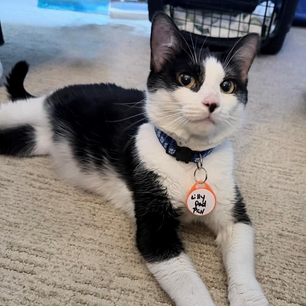 Enlarge Lilly Pad, a Adoptable Domestic Short Hair in Normal, IL image 6/6